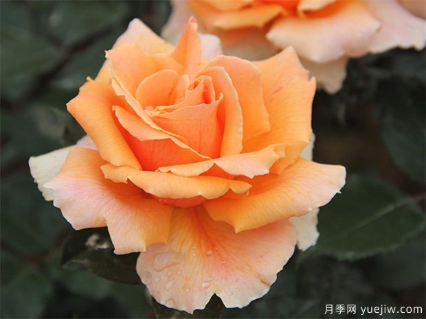 常見用于陽臺(tái)的花卉種類有哪些？(圖1)