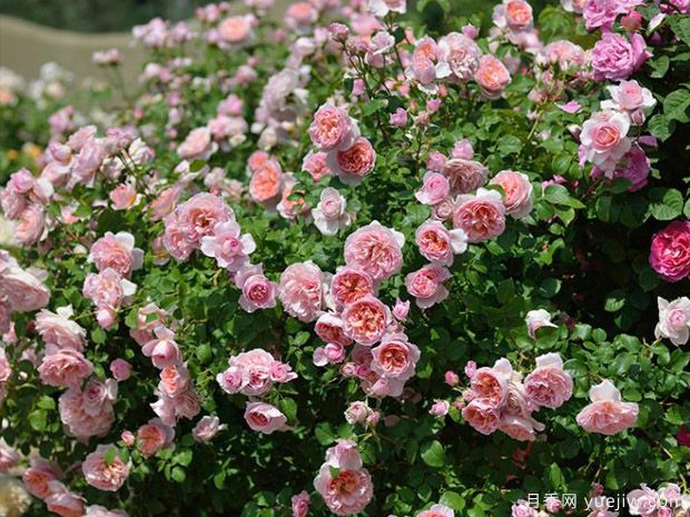 小區(qū)綠化常用種植植物有哪些？選擇辦法(圖1)