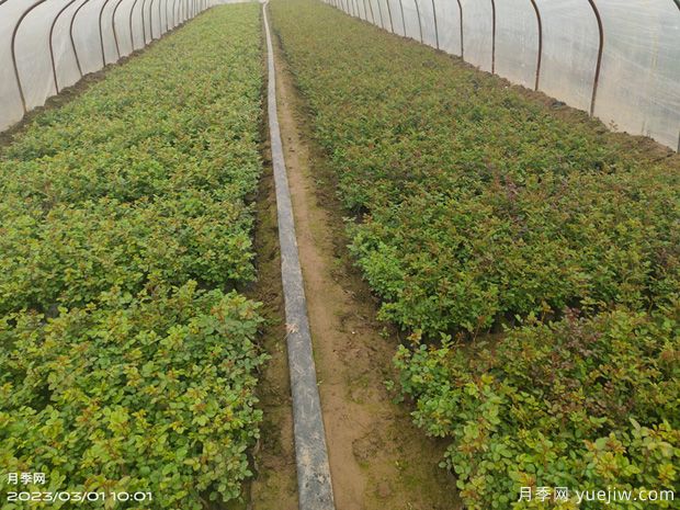 3月月季盆栽杯苗即將開始預定銷售(圖4)