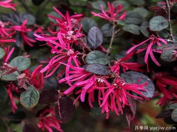 紅花檵木花團(tuán)簇錦，廣泛用于園林造景(圖1)