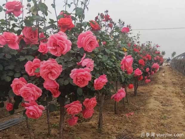 重慶樹狀月季美麗盛開，進(jìn)入花期(圖1)