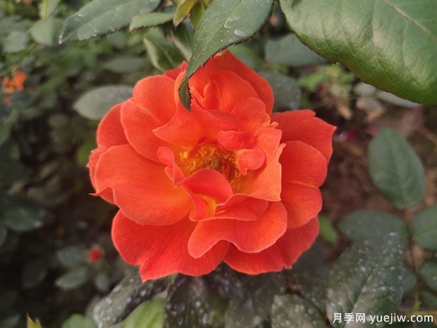 8個(gè)優(yōu)秀豐花月季品種，一株花滿枝頭(圖2)