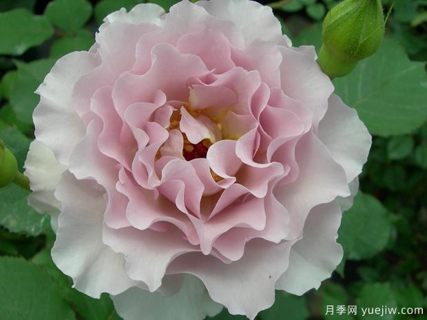 新浪潮月季優(yōu)缺點(diǎn)分析，波浪邊紫色花(圖1)