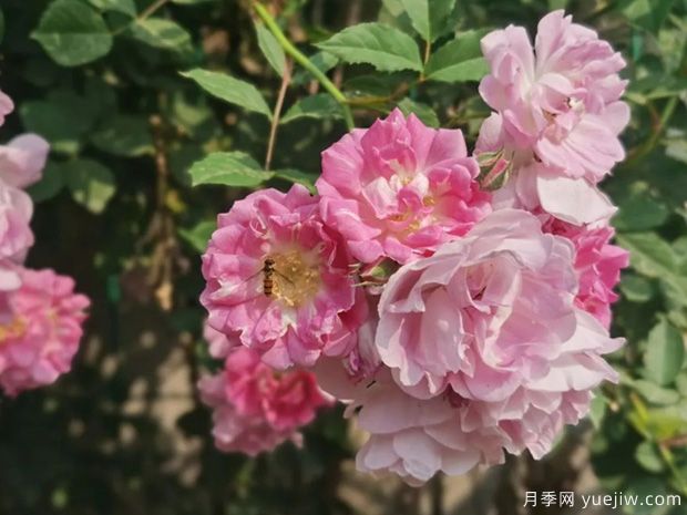 南陽薔薇花滿架，城區(qū)賞花去哪里？(圖1)