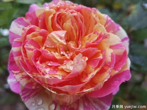 推薦9個經(jīng)典月季品種，新老花友入月季坑必選(圖5)