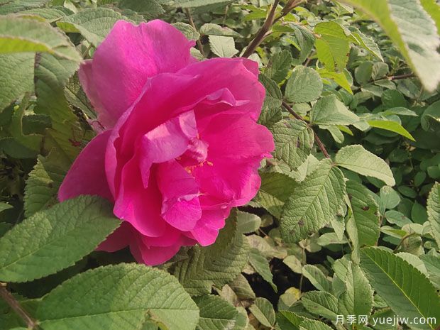 月季，玫瑰 ，薔薇，是同一種花嗎？有何不同(圖2)