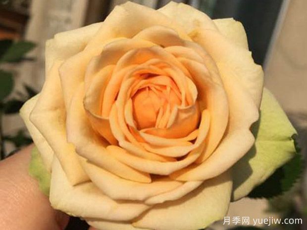 50個科德娜月季系列品種，大花微型月季   (圖2)