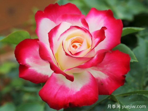 月季入門品種推薦：切花朱麗葉、摩納哥公主、摩納哥公爵(圖3)