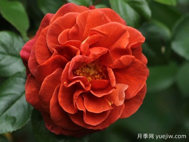 深扒月季間的親戚關(guān)系是怎樣的？(圖2)