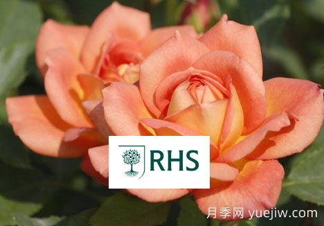 英國皇家園藝學(xué)會(huì)(RHS)與花園優(yōu)異獎(jiǎng)(AGM)知多少(圖1)