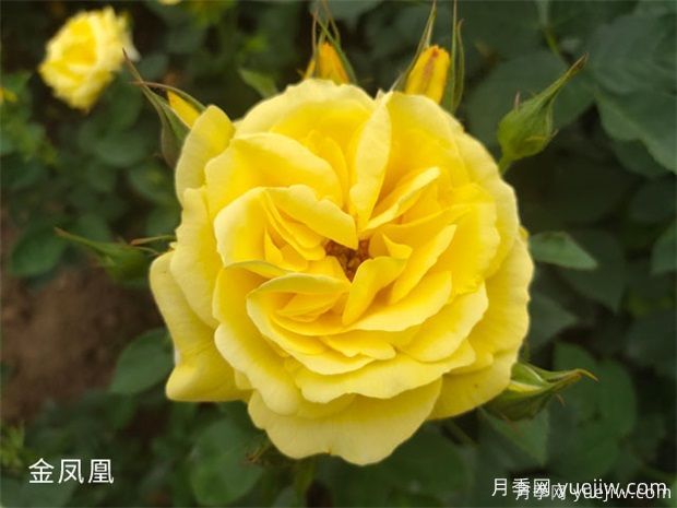 常見(jiàn)50個(gè)月季品種介紹，抗性好花不斷，可以買(mǎi)得到的經(jīng)典(圖2)