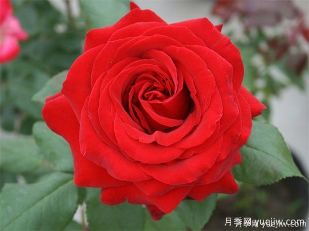 常見(jiàn)50個(gè)月季品種介紹，抗性好花不斷，可以買(mǎi)得到的經(jīng)典(圖4)
