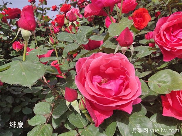 月季花開花季節(jié)有影響嗎？(圖1)