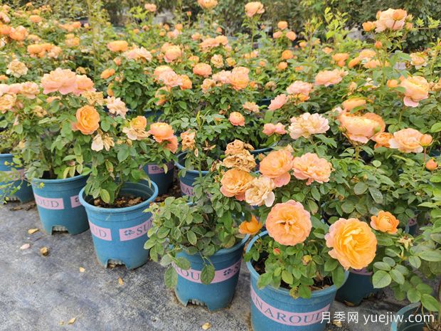 月季花通用養(yǎng)護技巧總結，為啥買來幾天月季就蔫了？(圖1)