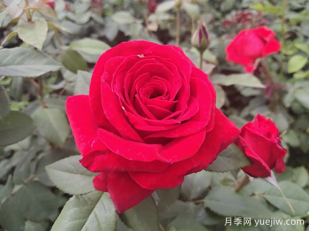 愛花必養(yǎng)大花月季，花大味香還好養(yǎng)，(圖1)