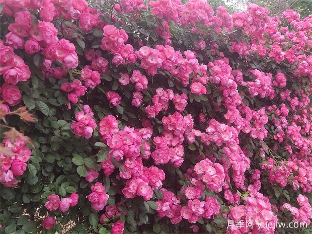 8個(gè)月季品種花開如畫，讓你的陽臺(tái)庭院四季不再單調(diào)(圖3)