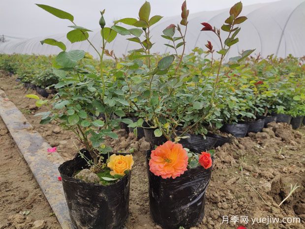 月季修剪秘訣，如何讓月季花開得更美更多(圖1)