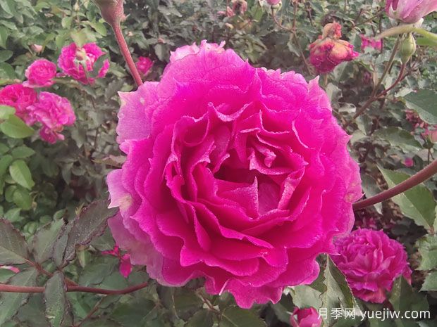 8款適合新手的月季，開花勤復(fù)花好分支性好長勢快(圖1)
