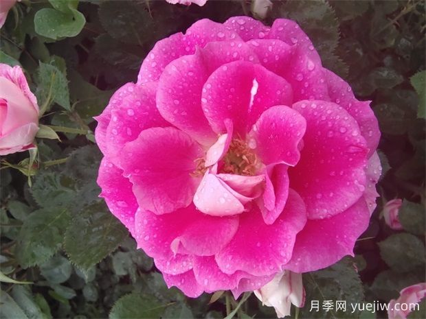月季花的開花持續(xù)時間有多長？(圖1)