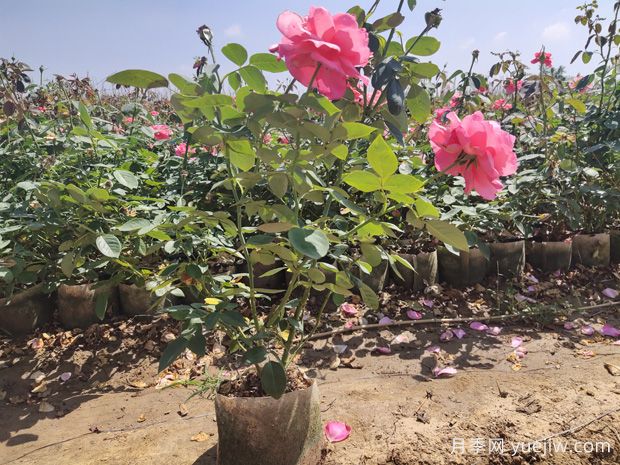 美植袋月季，大花豐花大缽月季苗(圖3)