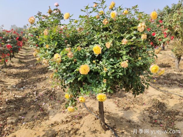 歐月樹狀月季基地批發(fā)，不一樣的月季樹(圖1)