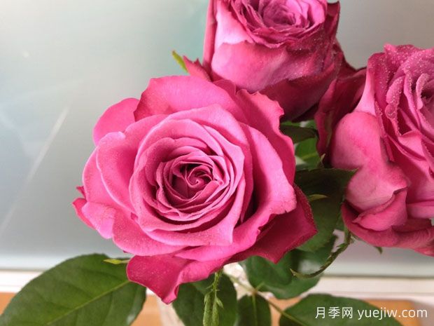 紫羊絨月季的優(yōu)缺點(diǎn)是什么？(圖1)