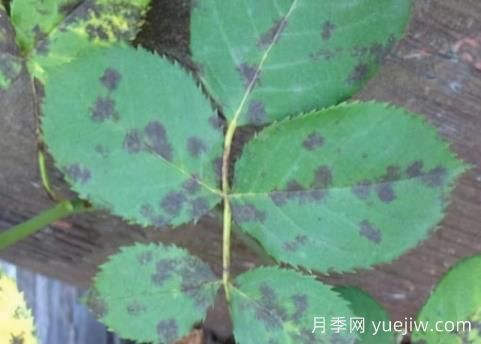 9種常見的月季病蟲害，癥狀與防治都在這里(圖3)