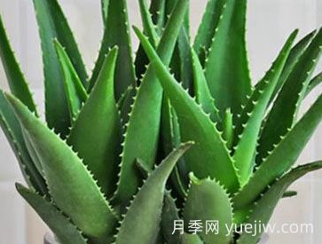 ?；⑻m蘆薈的養(yǎng)殖方法和注意事項(xiàng)(圖1)