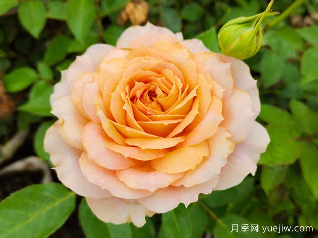 非常具有生命力的4種花，月季連續(xù)開花300天(圖1)