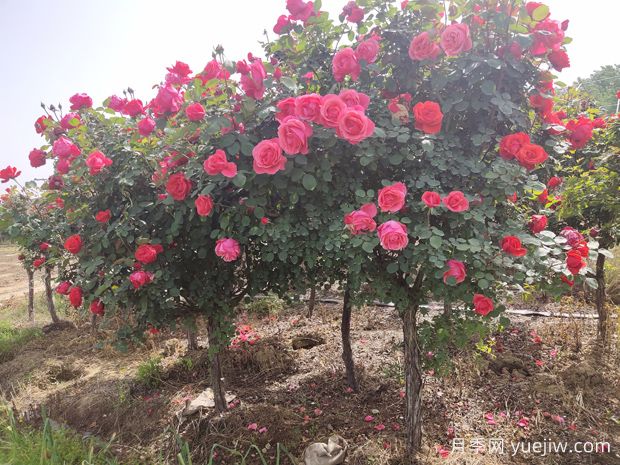 嫁接月季砧木用山木香好還是野薔薇好？(圖2)