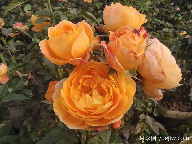 有哪些適合陽臺養(yǎng)的濃香月季花？(圖1)