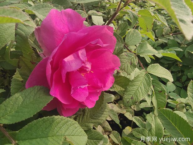 月季、玫瑰、薔薇，到底有什么區(qū)別？(圖2)