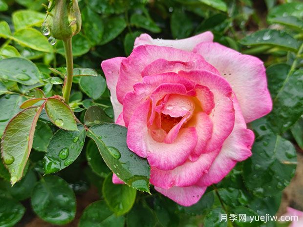 月季、玫瑰、薔薇，到底有什么區(qū)別？(圖1)