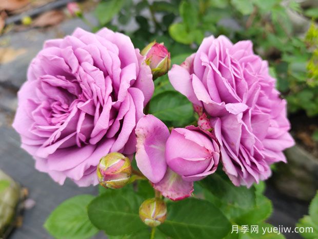 冬季養(yǎng)月季花，做好4點(diǎn)防護(hù)春季開滿花(圖1)