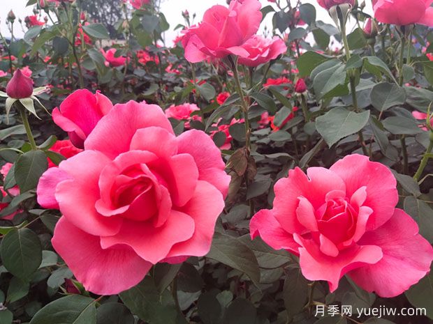 湖南各地市的市花分別是什么？(圖1)