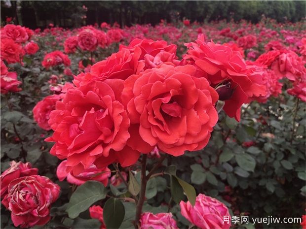?寶雞看月季花，就到寶雞植物園(圖1)