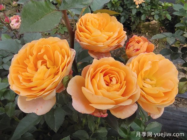 網(wǎng)紅果汁微型月季系列，小型好養(yǎng)顏值高香味妙(圖1)