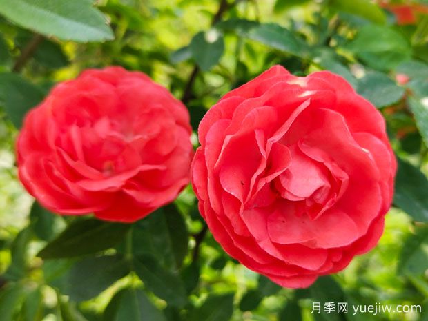 種上木香薔薇花蠻強(qiáng)爆花，紅橙白黃木香你喜歡哪個(gè)？(圖1)