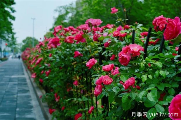 輕松區(qū)分月季、玫瑰和薔薇ROSE三姐妹，不再迷茫于愛情花海(圖6)