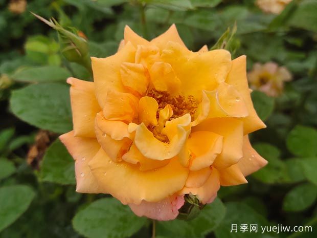 優(yōu)選6款品種適合庭院養(yǎng)，花大色艷濃香無(wú)比(圖1)