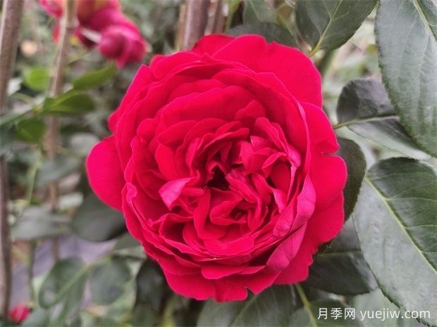 4種爬藤月季花美到極致，讓庭院無(wú)與倫比(圖2)
