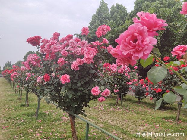 月季花為什么越開越小甚至不開花？(圖2)