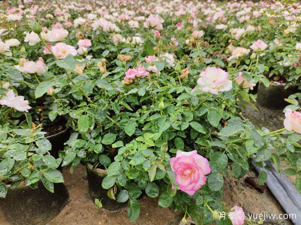 盆栽月季花怎么養(yǎng)？如何促開(kāi)花？對(duì)人體健康有無(wú)影響(圖2)