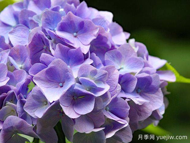 繡球什么時候開花？一年開幾次花？不開花的原因？(圖1)