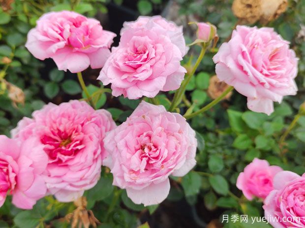 月季、玫瑰、薔薇之間有什么關系？(圖3)