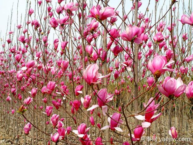 14個(gè)春天開花的植物，觀賞花木別錯(cuò)過(guò)這個(gè)機(jī)遇(圖1)