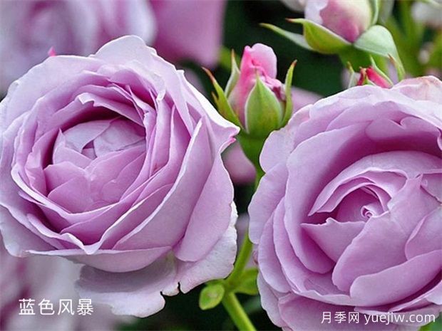 非常值得養(yǎng)的6種月季花，花美抗病四季開花(圖3)