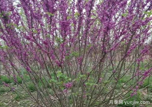 紫荊樹(shù)與叢生紫荊的區(qū)別？(圖1)