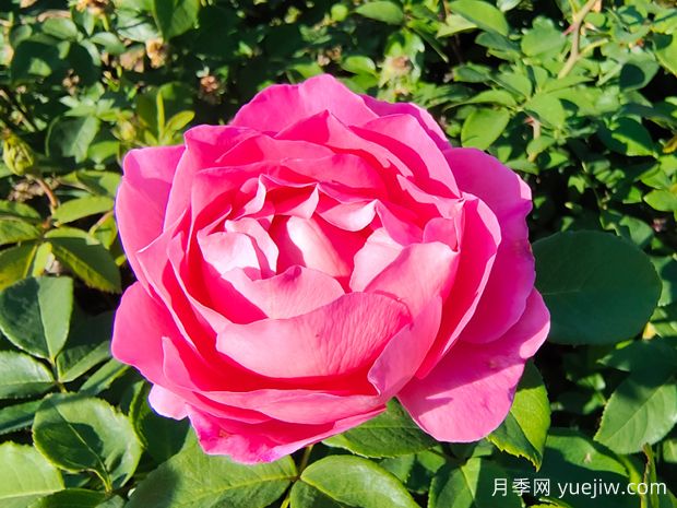 一朵玫瑰的戀語，玫瑰的美妙花語(圖1)