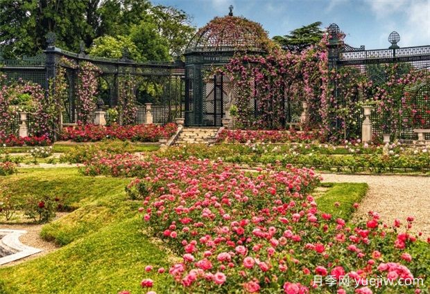 法國馬恩河谷玫瑰園，全球**座月季園(圖1)